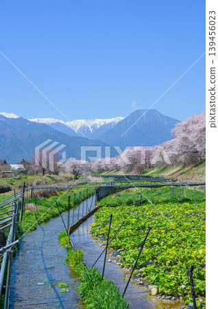 【帆高川山葵農場】櫻花樹和山葵田【安曇野市帆高】 【帆高川山葵農場】櫻花樹和山葵田【安曇野市帆高】 139456023
