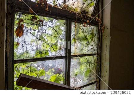 A landscape of old windows and frosted glass covered in ivy. A landscape of old windows and frosted glass covered in ivy. 139456031
