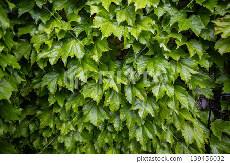 Green leaf texture background with raindrops Green leaf texture background with raindrops 139456032