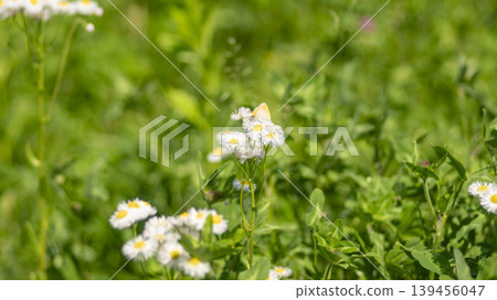 daisy fleabane daisy fleabane 139456047