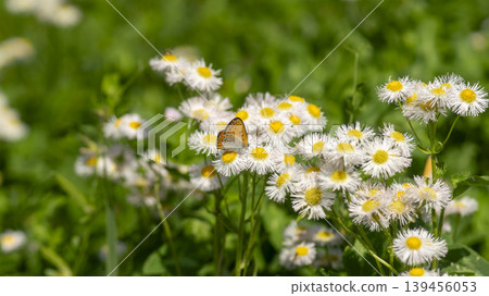 daisy fleabane daisy fleabane 139456053