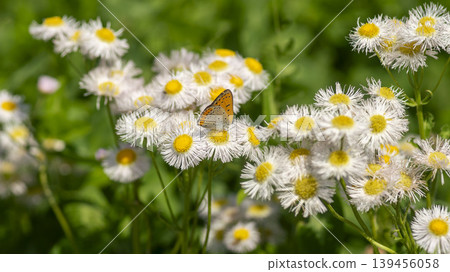 daisy fleabane daisy fleabane 139456058