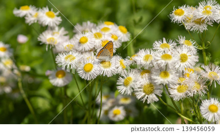daisy fleabane daisy fleabane 139456059