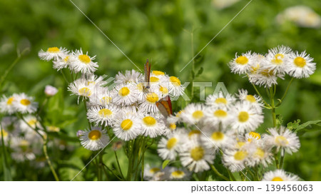 daisy fleabane daisy fleabane 139456063