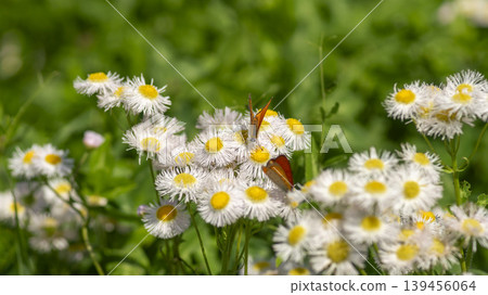 daisy fleabane daisy fleabane 139456064