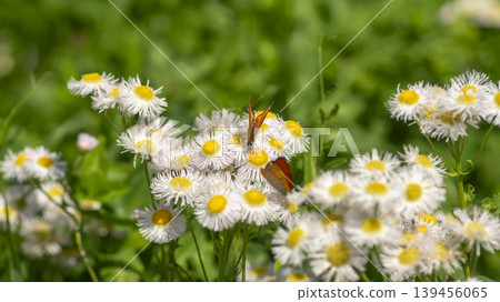 daisy fleabane daisy fleabane 139456065