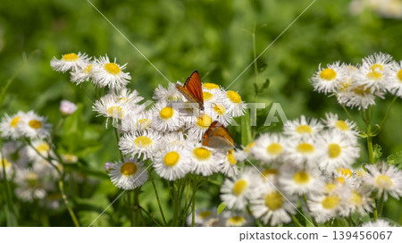 daisy fleabane daisy fleabane 139456067