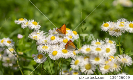 daisy fleabane daisy fleabane 139456069