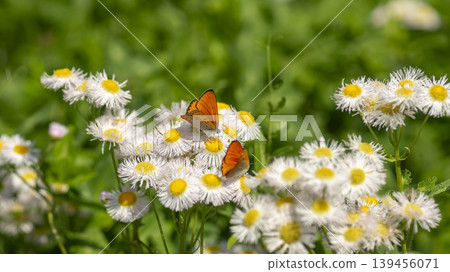 daisy fleabane 139456071