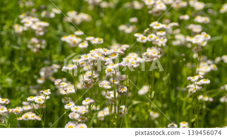 daisy fleabane daisy fleabane 139456074