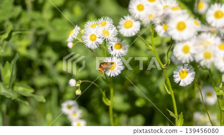 daisy fleabane daisy fleabane 139456080