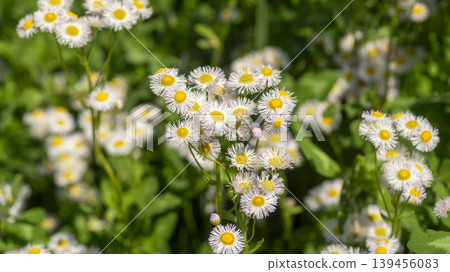 daisy fleabane daisy fleabane 139456083