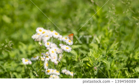 daisy fleabane 139456089