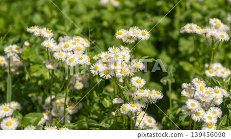 daisy fleabane daisy fleabane 139456090