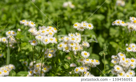 daisy fleabane daisy fleabane 139456091