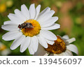 一隻蒼蠅停在北極雛菊（菊科植物）上 139456097