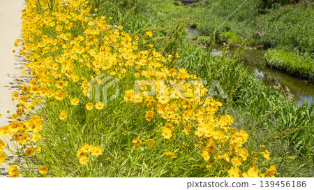 Coreopsis 139456186