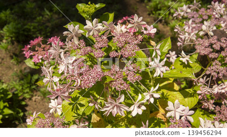 hydrangea 139456294