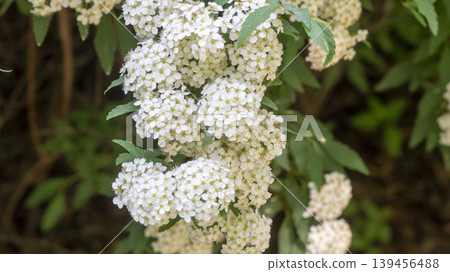 Spiraea Spiraea 139456488