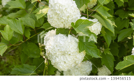 Spiraea Spiraea 139456515