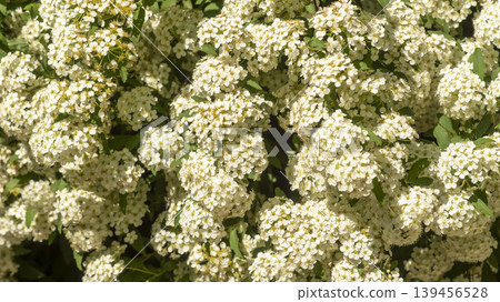 Spiraea Spiraea 139456528
