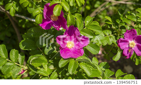 Rose of Sharon Rose of Sharon 139456751