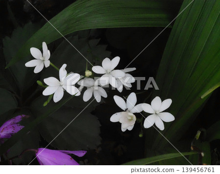 白色番紅花(Creuenta alba in shade)的花朵與花蕾 白色番紅花(Creuenta alba in shade)的花朵與花蕾 139456761