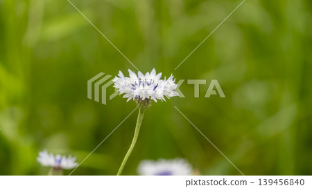 cornflower 139456840