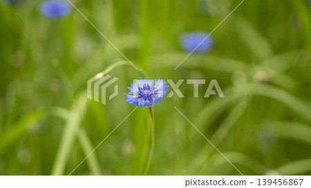cornflower cornflower 139456867