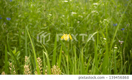 cornflower cornflower 139456868