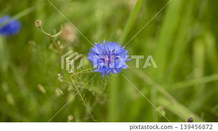 cornflower 139456872
