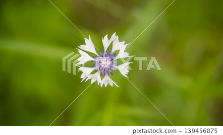 cornflower 139456875