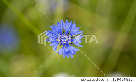 cornflower cornflower 139456882