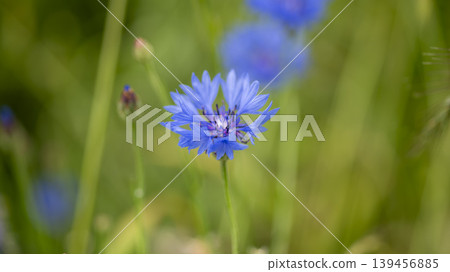 cornflower cornflower 139456885