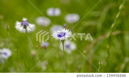 cornflower 139456886