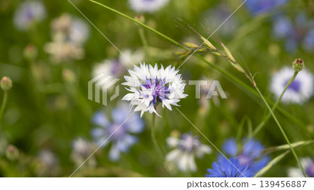 cornflower cornflower 139456887