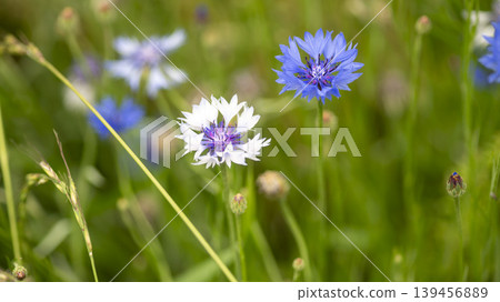cornflower 139456889