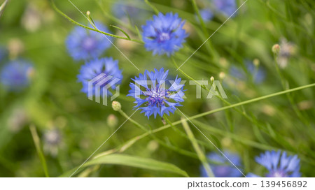 cornflower cornflower 139456892