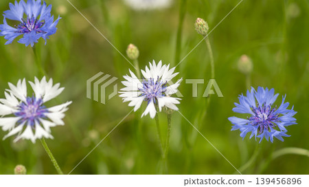 cornflower 139456896