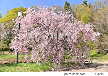 The weeping cherry blossoms in full bloom at Tonbo Pond The weeping cherry blossoms in full bloom at Tonbo Pond 139456903