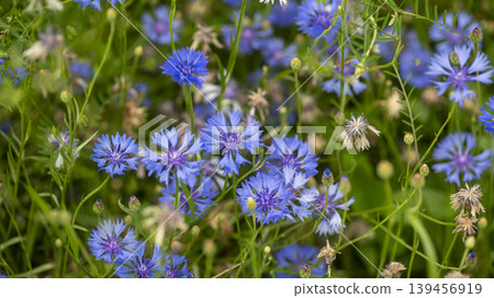 cornflower cornflower 139456919