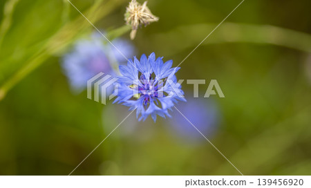 cornflower cornflower 139456920