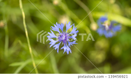 cornflower cornflower 139456921