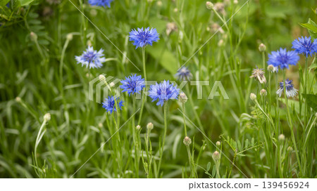 cornflower cornflower 139456924