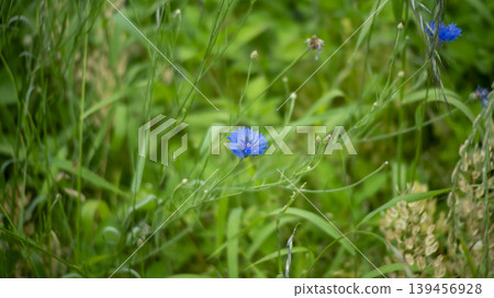 cornflower cornflower 139456928