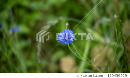 cornflower cornflower 139456929
