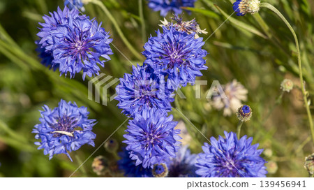 cornflower 139456941