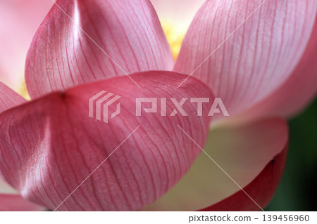 蓮花 蓮花 139456960