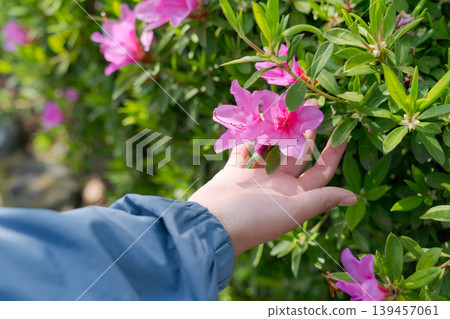 A child's hand touching a beautiful flower 139457061