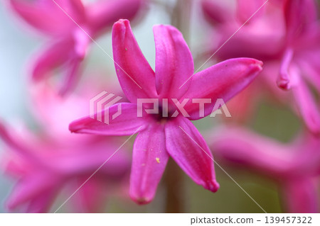 花園裡的風信子 139457322